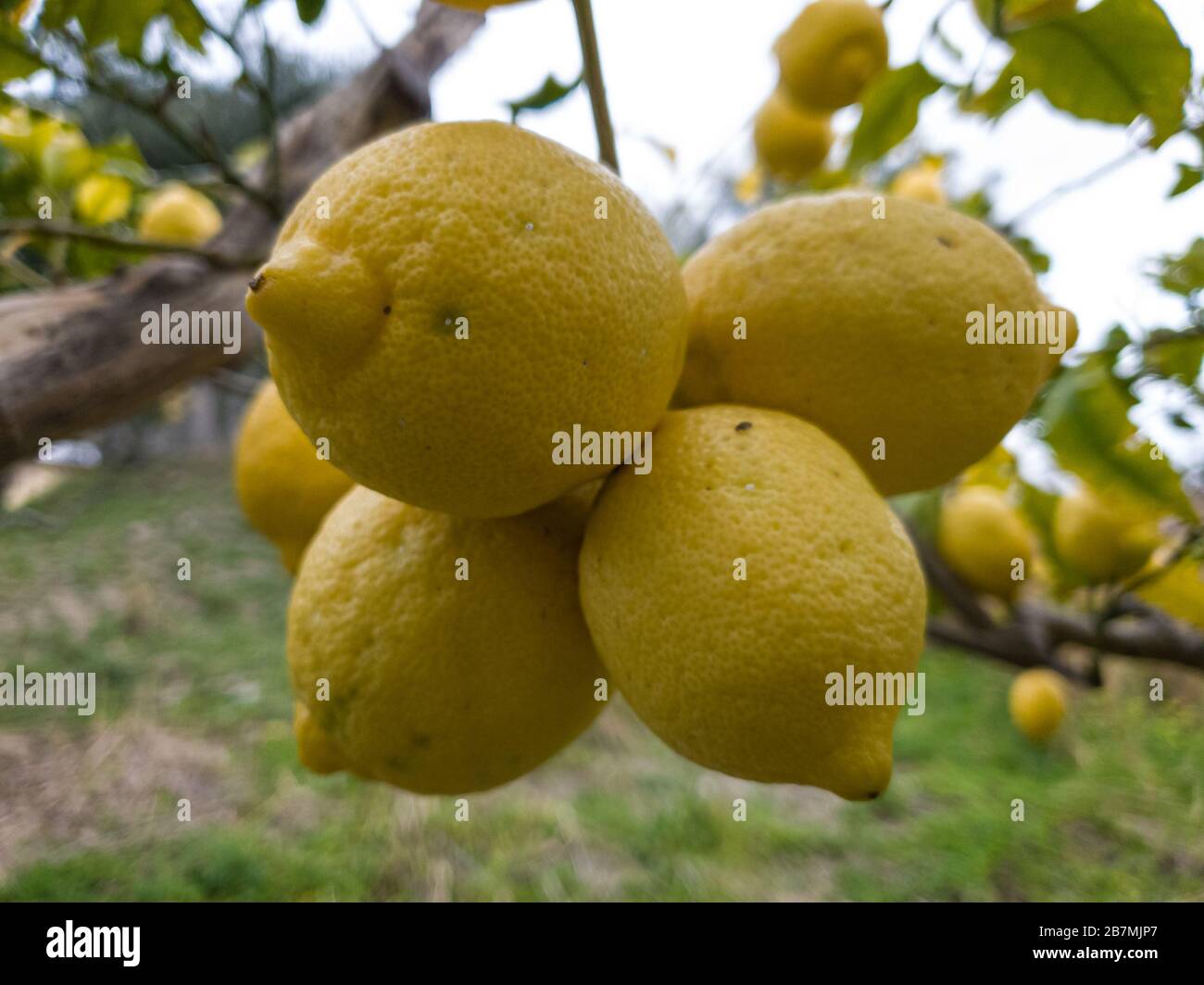 Tasty genuine italian multiple lemons, homemade genuine fruit,product  Stock Photo