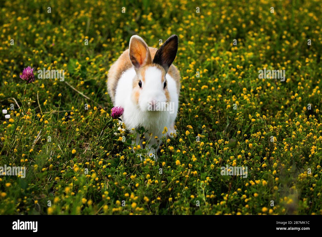 Nano rabbit hi-res stock photography and images - Alamy