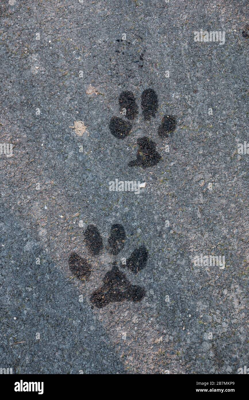 Wet foot prints of a dog or a wolf on the ground Stock Photo