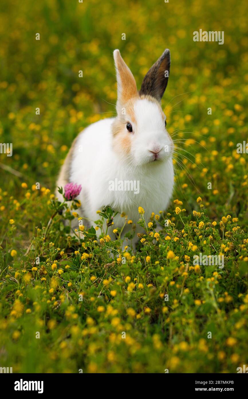 dwarf rabbit in a flowery field Stock Photo
