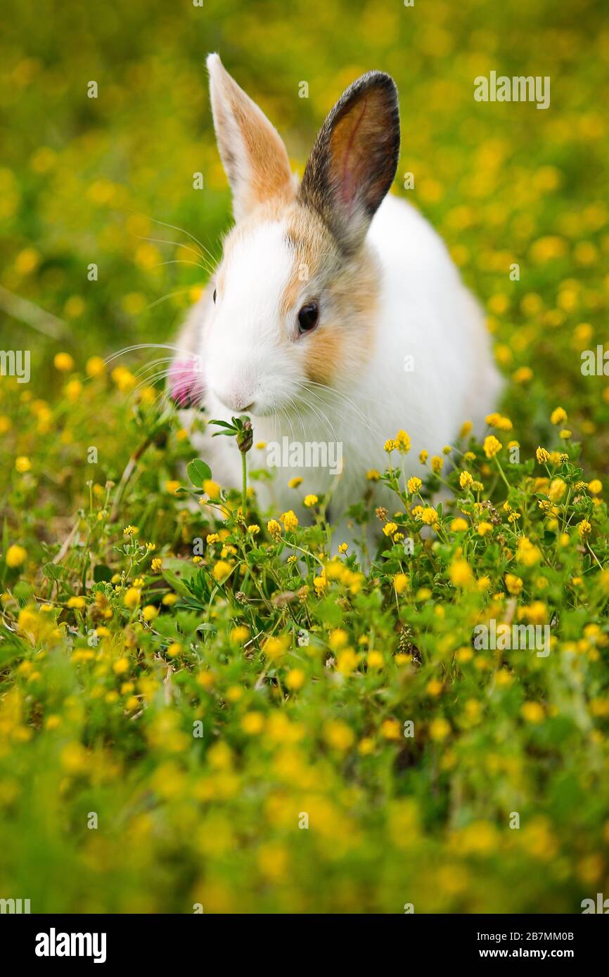 Nano rabbit hi-res stock photography and images - Alamy