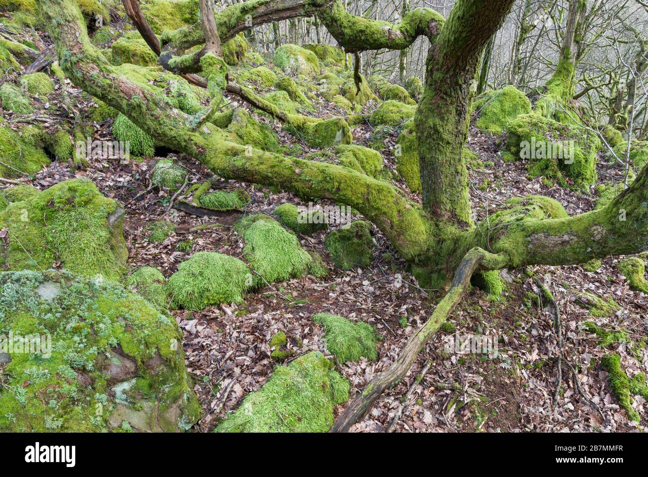Moss and lichen-covered boulders and trees in a Quercus petraea - Betula pubescens - Dicranum majus woodland, National Vegetation Code NVC W17, Peak D Stock Photo