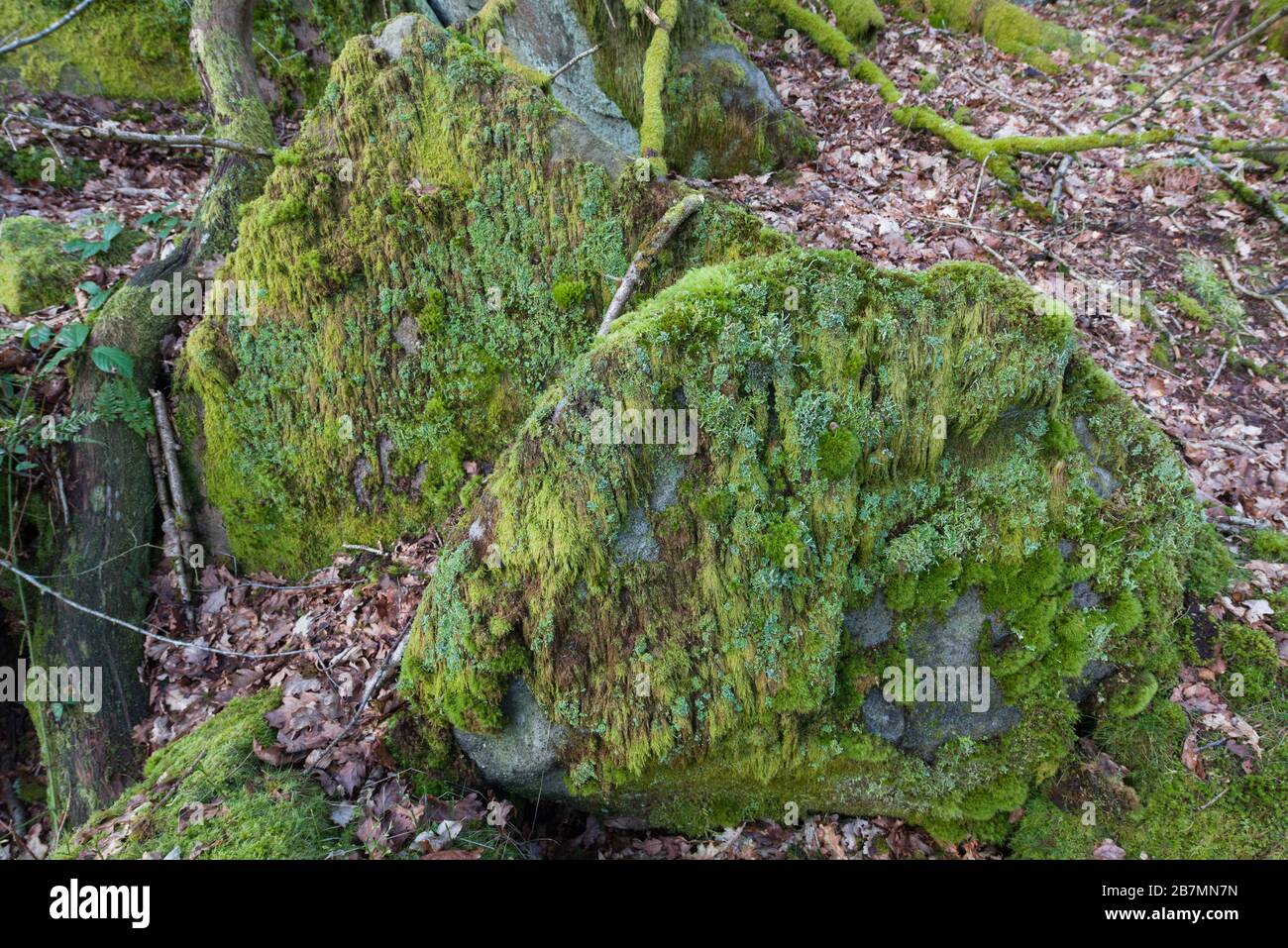 Moss and Lichen-covered boulders in a Quercus petraea - Betula pubescens - Dicranum majus woodland (NVC W17), Peak District National Park, England Stock Photo