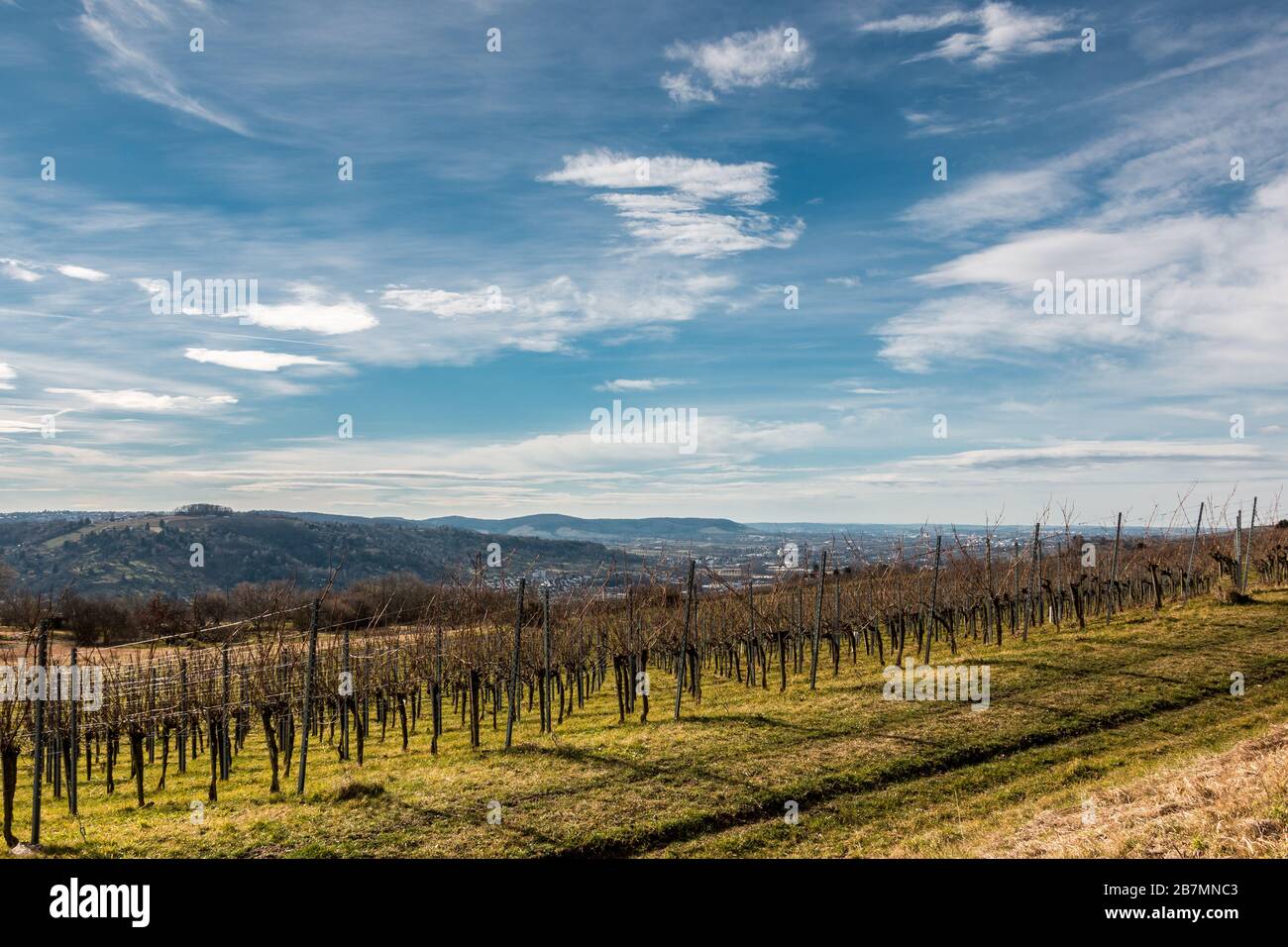 Big vineyard in the middle of the countryside Stock Photo