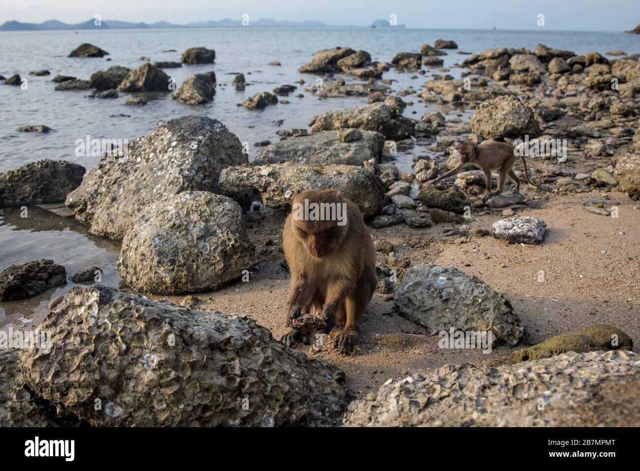 SAM ROI YOT, THAILAND: Macaque monkeys scavenge for food on a beach in Ko Koh Ram, also known as 'Monkey Island, in Khao Sam Roi Yot, Thailand on March 14, 2020. (Photo - Jack Taylor) Stock Photo