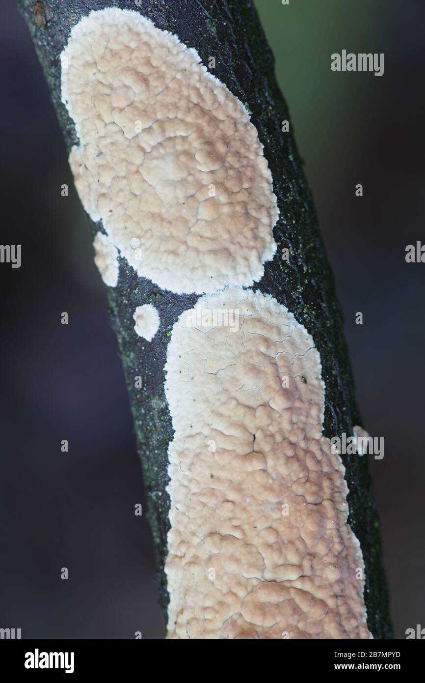 Corticium laeve, known as the tear dropper, wild fungus from Finland Stock Photo