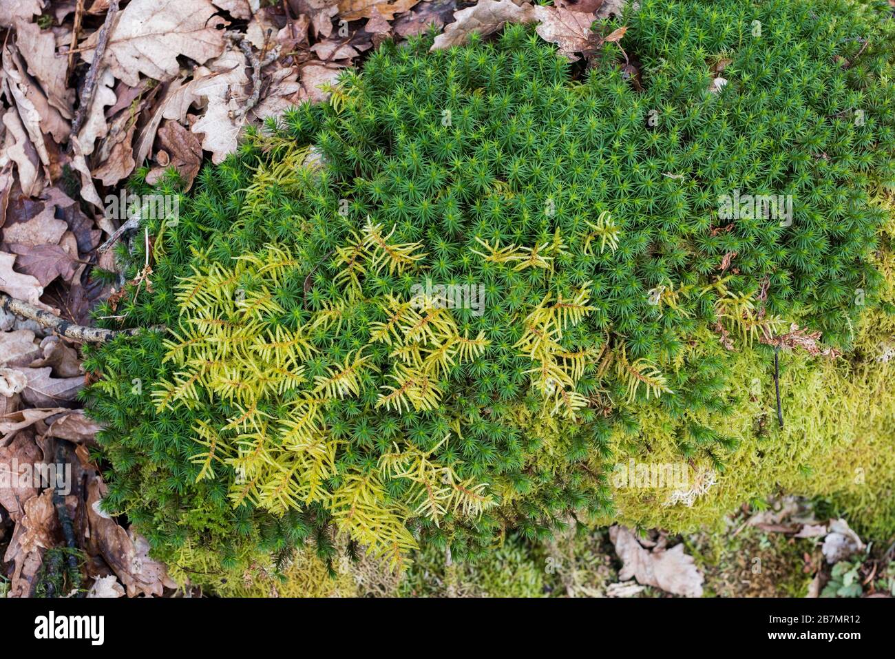 Cushion of Bank Haircap (Polytrichiastrum formosum) and Schreber's big red-stemmed moss  (Pleurozium schreberi) on the floor of a Quercus pubescens - Stock Photo