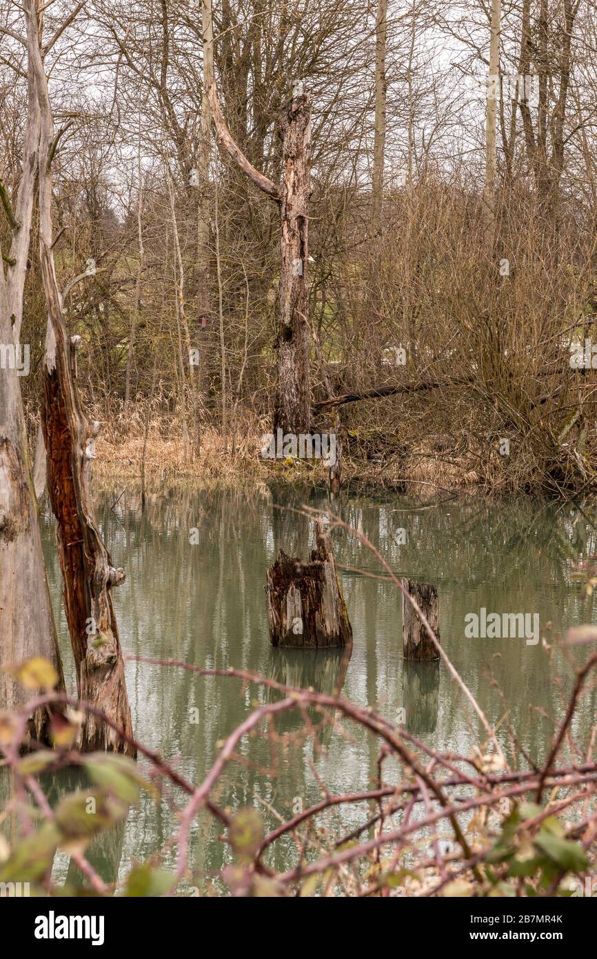 Little swampland with stagnant water and broken trees Stock Photo