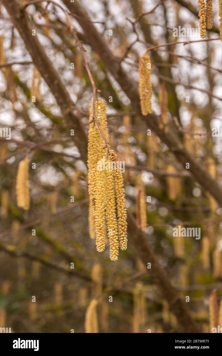 Hazelnut tree with a lot of big yellow hazelnut pollen Stock Photo
