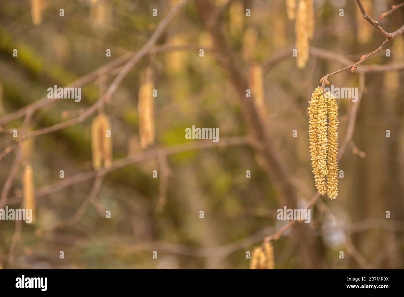 Hazelnut tree with a lot of big yellow hazelnut pollen Stock Photo Alamy