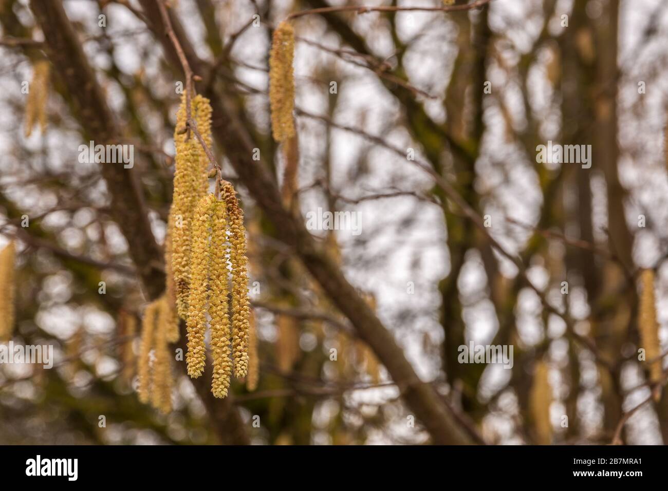 Hazelnut tree with a lot of big yellow hazelnut pollen Stock Photo