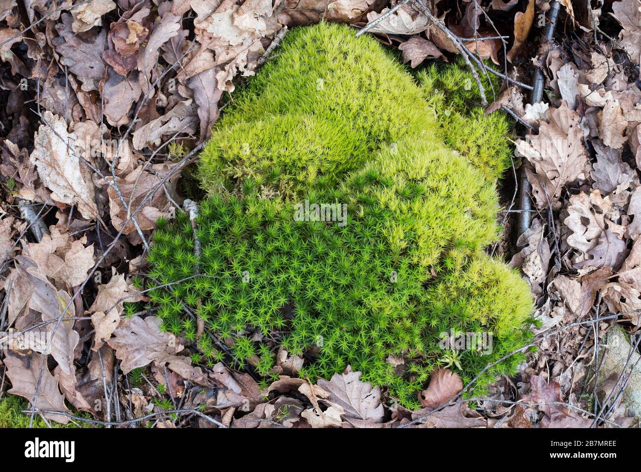 Cushion of Bank Haircap (Polytrichiastrum formosum) and broom forkmoss (Dicranum scoparium) on the floor of a Quercus pubescens - Betula pubsecens - D Stock Photo