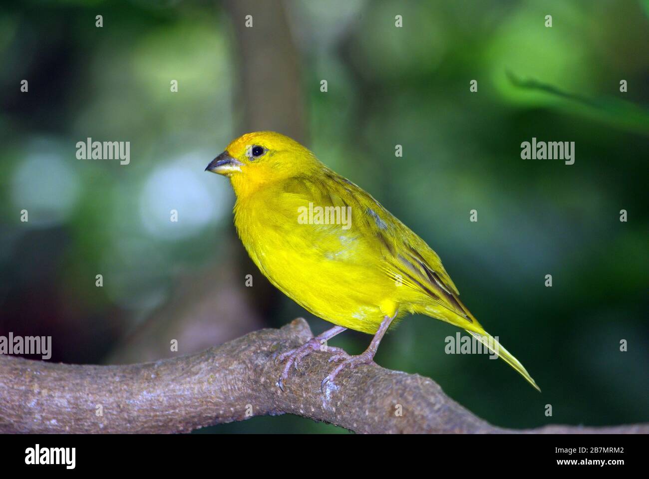 saffron-farm-australia-hi-res-stock-photography-and-images-alamy