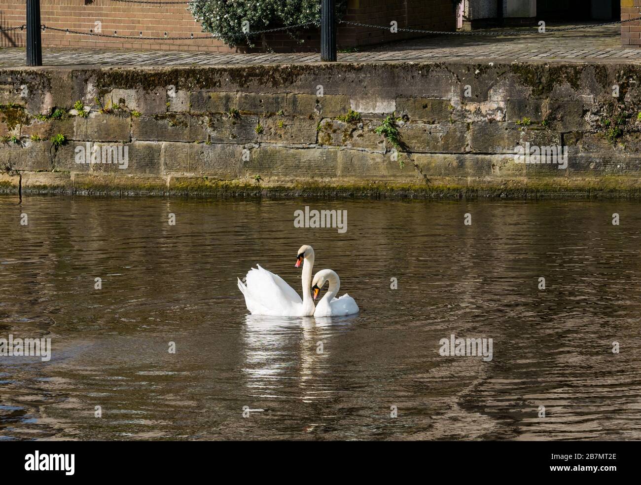 Pair of mute swans (Cygnus olor) engaged in mating ritual, Water of Leith, Edinburgh, Scotland, UK Stock Photo