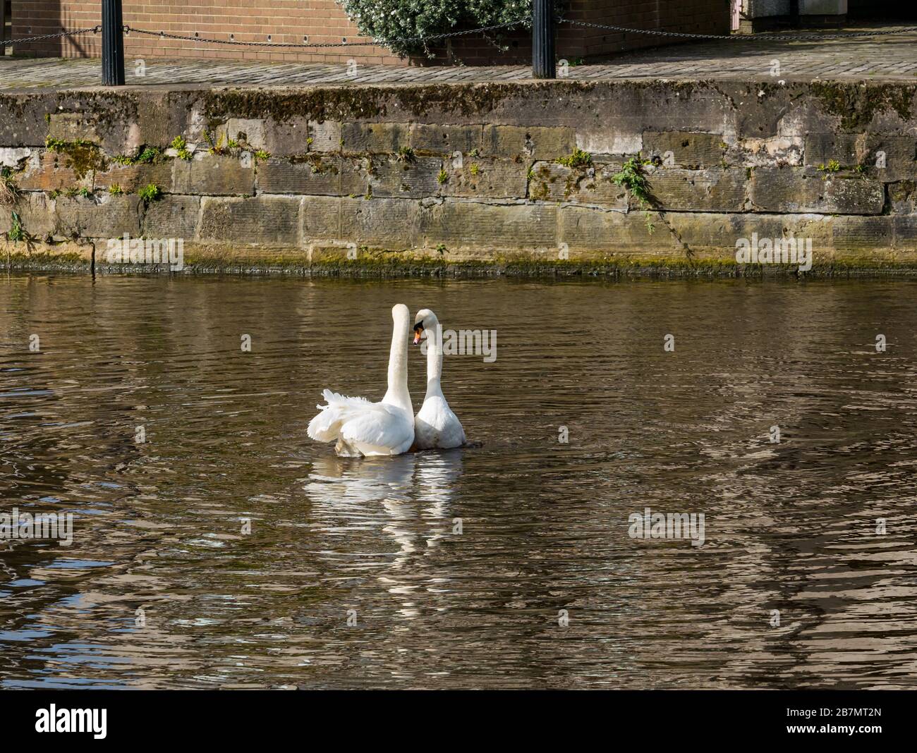 Pair of adult mute swans (Cygnus olor) engaged in courtship behaviour mating dance Stock Photo