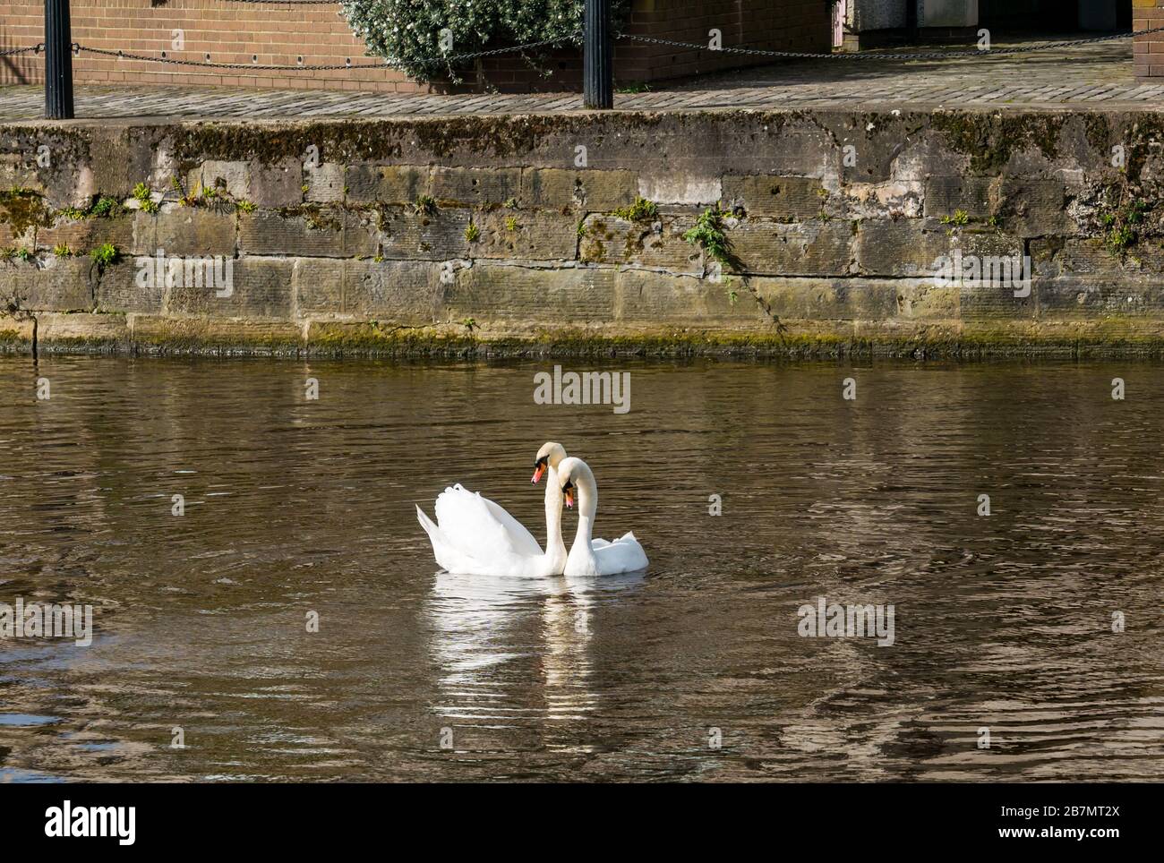 Pair of mute swans (Cygnus olor) engaged in mating ritual, Water of Leith, Edinburgh, Scotland, UK Stock Photo