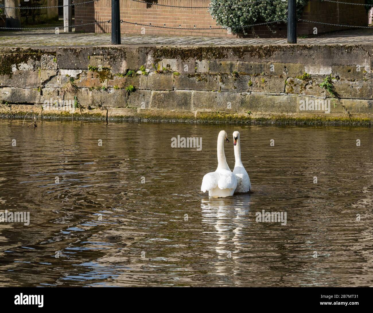 Pair of mute swans (Cygnus olor) engaged in mating ritual, Water of Leith, Edinburgh, Scotland, UK Stock Photo