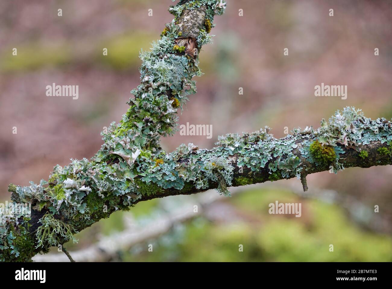 Lichen-covered Oak branch in a Quercus petraea - Betula pubescens - Dicranum majus woodland (NVC W17), Peak District National Park, England Stock Photo