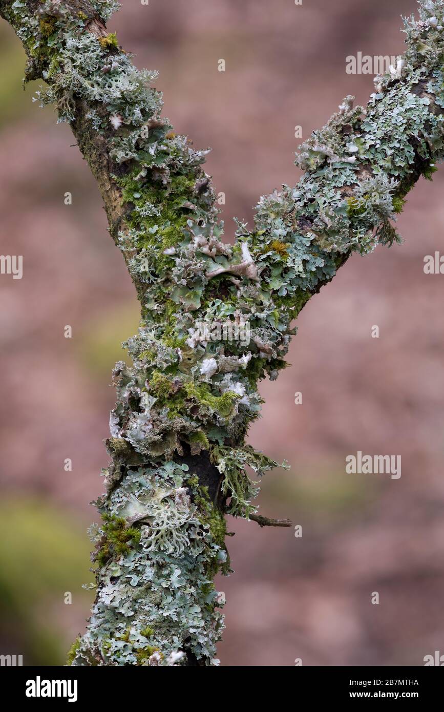 Lichen-covered Oak branch in a Quercus petraea - Betula pubescens - Dicranum majus woodland (NVC W17), Peak District National Park, England Stock Photo
