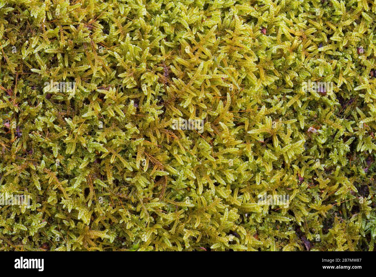 Great Plait-moss (Hypnum cupressiforme var. lacunosum), Peak District National Park, England Stock Photo