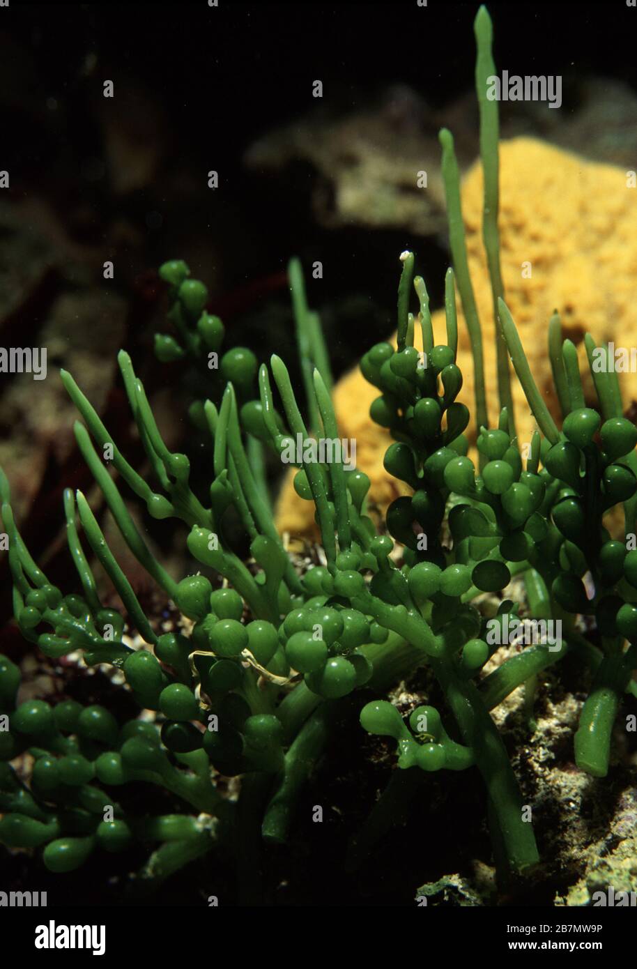 Phototropism (growth) in Grape seaweed, Caulerpa racemosa Stock Photo