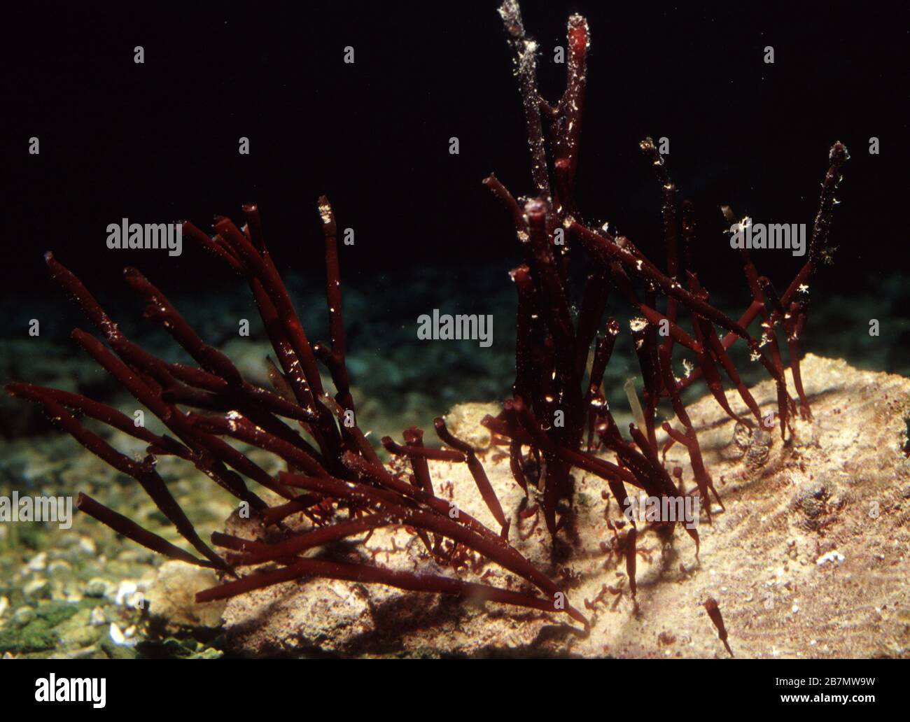 Red alga, Amphiroa sp. Stock Photo