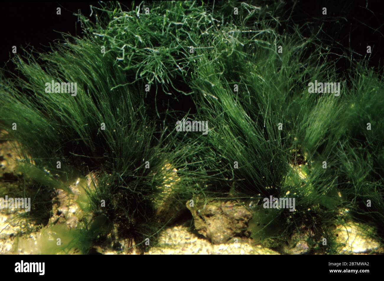 Filamentous green marine alga, Cladophora prolifera Stock Photo