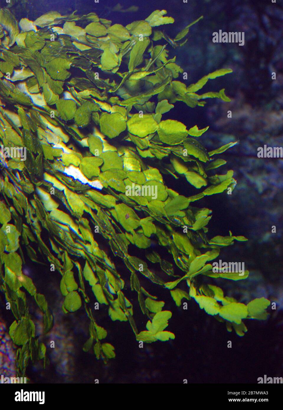 Watercress alga, Halimeda opuntia Stock Photo