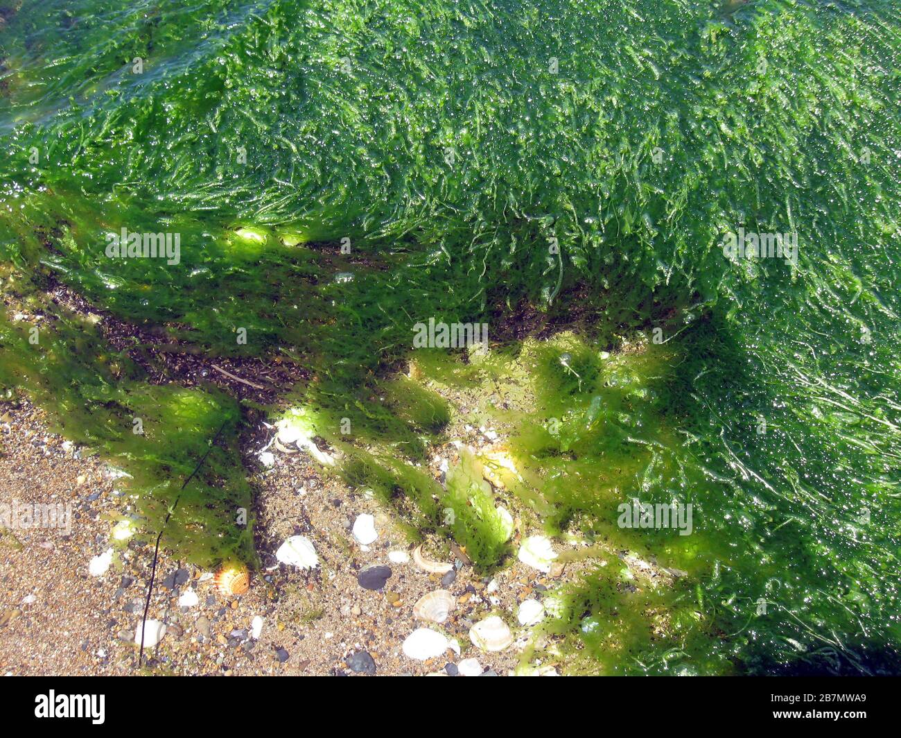 Rock river weed, Cladophora sp. Stock Photo