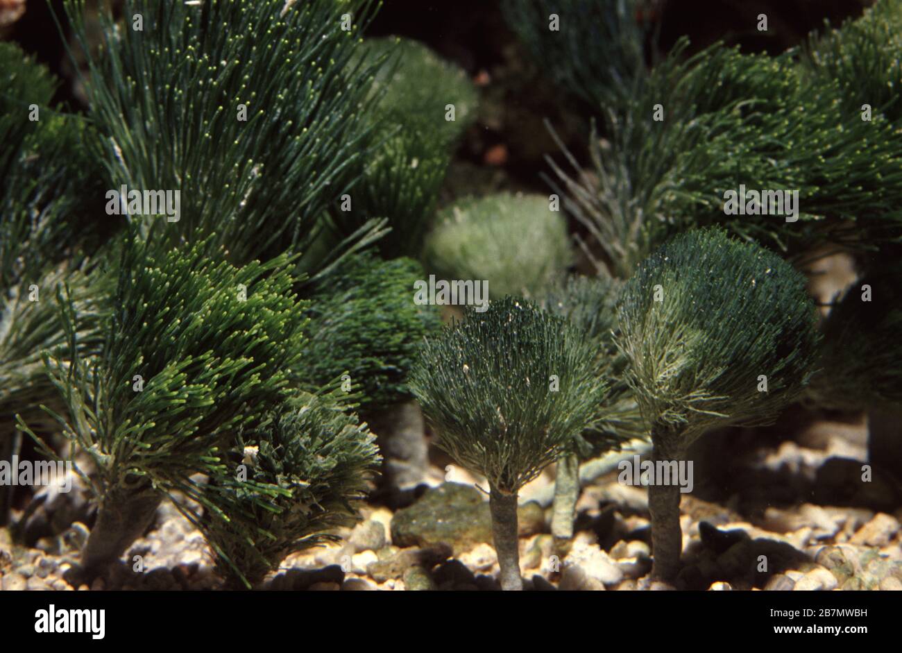 Shaving brush alga, Penicillus capitatus Stock Photo
