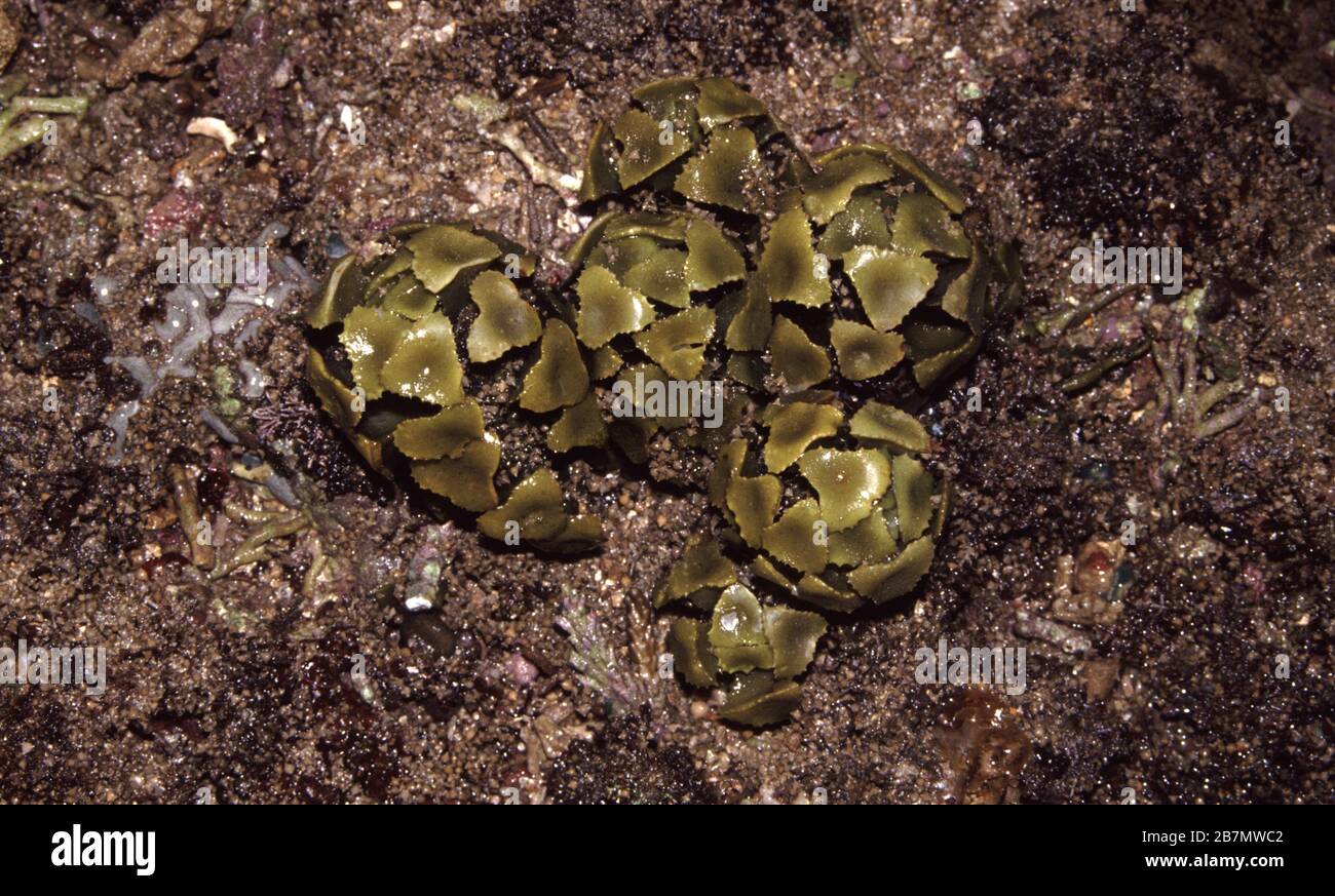 Seaweed (Brown algae), Turbinaria sp. Stock Photo