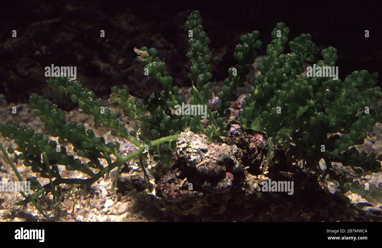 Grape seaweed, Caulerpa racemosa Stock Photo