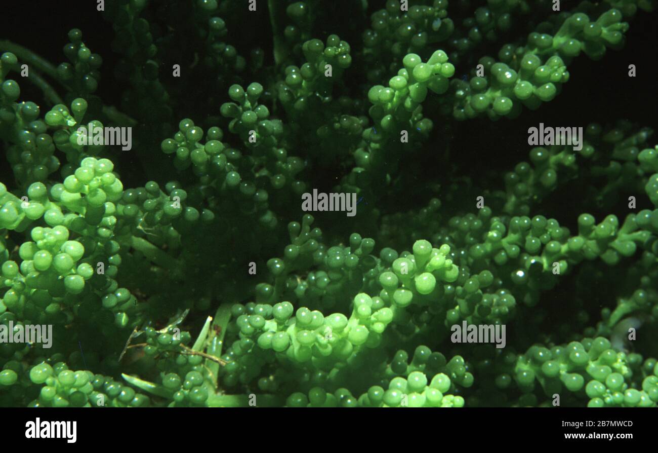 Seagrape alga, Caulerpa racemosa Stock Photo