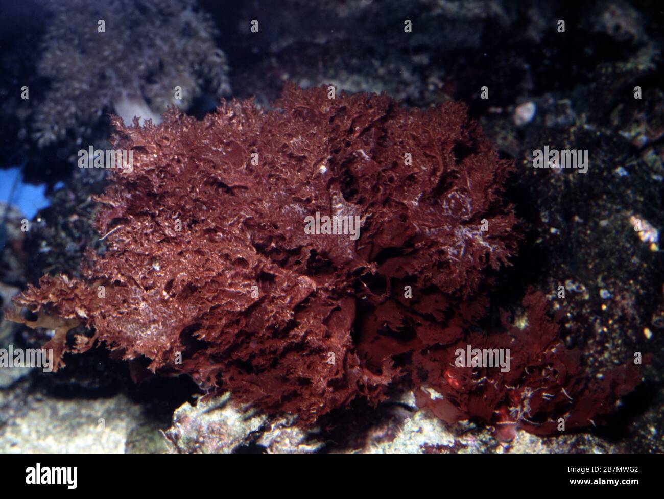Red alga, Halymenia sp. Stock Photo