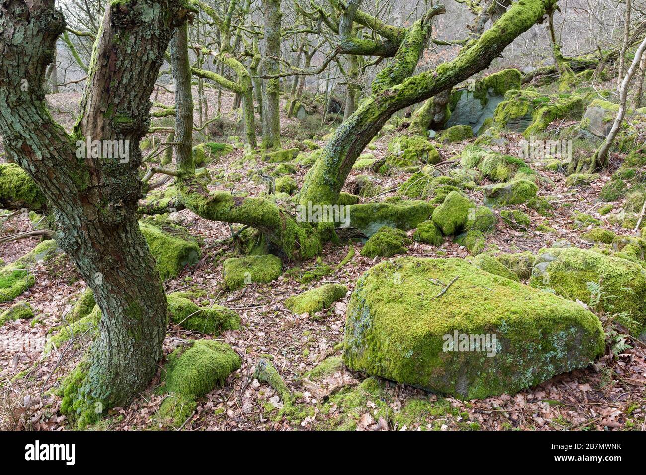 Quercus petraea - Betula pubescens - Dicranum majus woodland, National Vegetation Code NVC W17, Peak District National Park, England Stock Photo