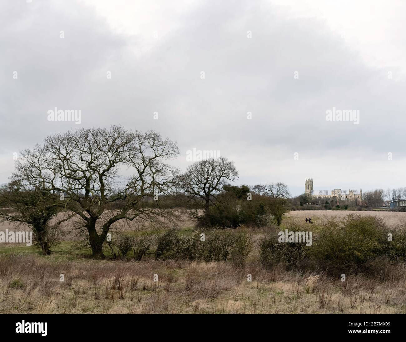 Fallow land with tall grasses with trees and fields with ancient minster on horizon on a bright, clear day in winter in Beverley, Yorkshire, UK. Stock Photo