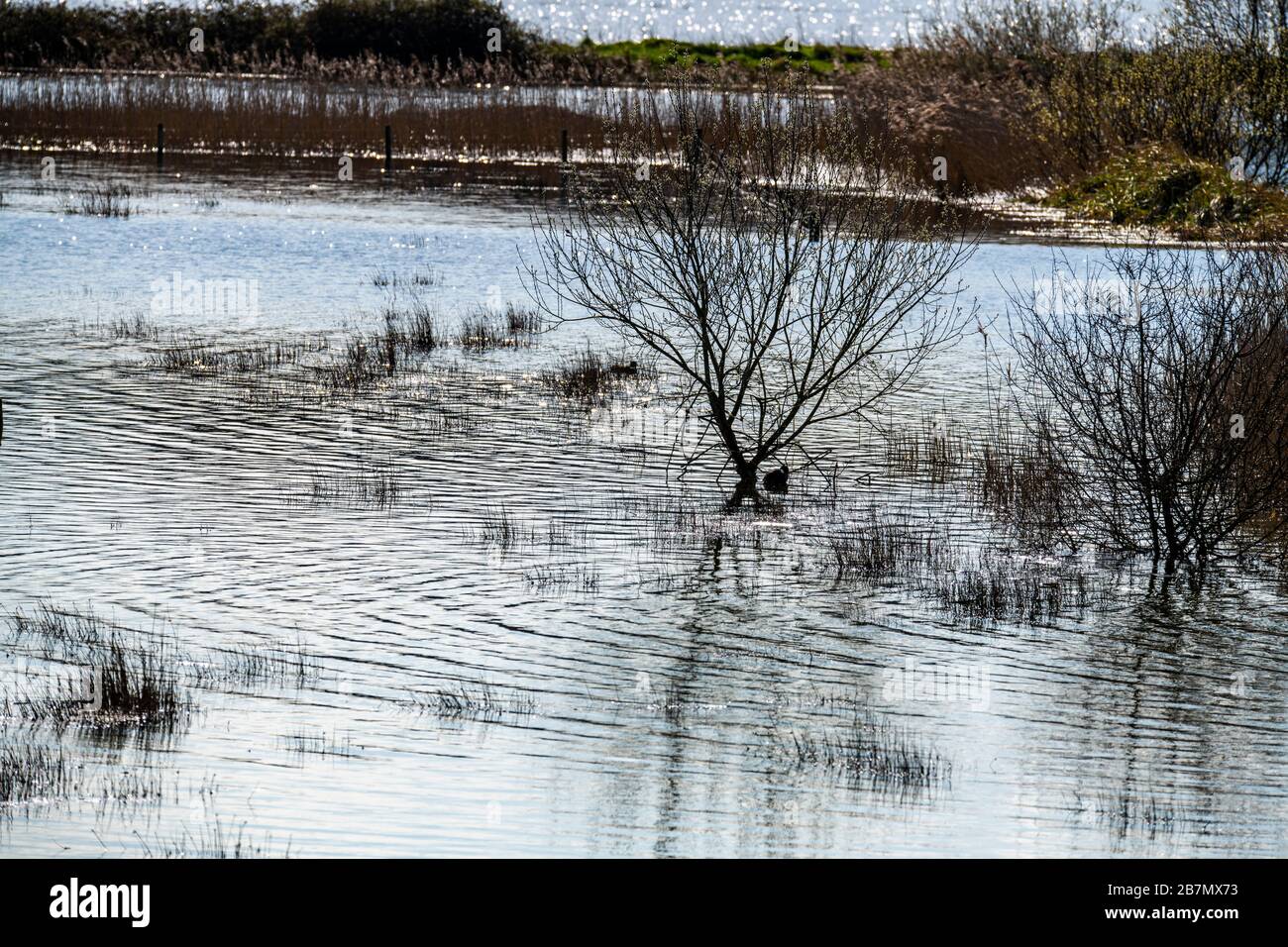 Natural winter flood in the marshes of Combe Valley. East Sussex Stock Photo