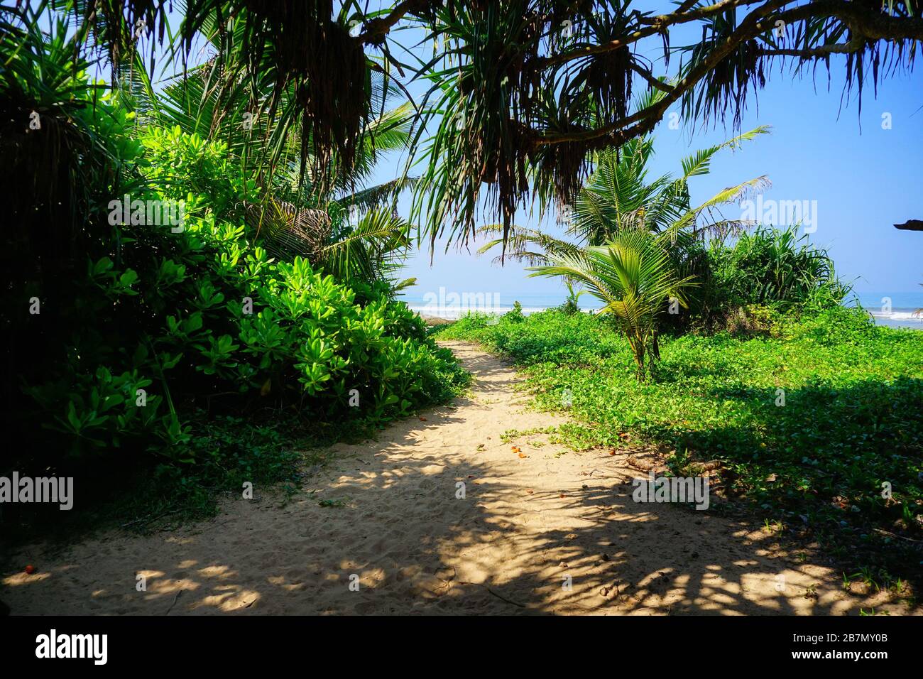 Scenic view of the Indian Ocean through the jungle at Bentota Beach, Sri Lanka, Asia. Sunny day on the beach in the paradise tropics jungle. Stock Photo