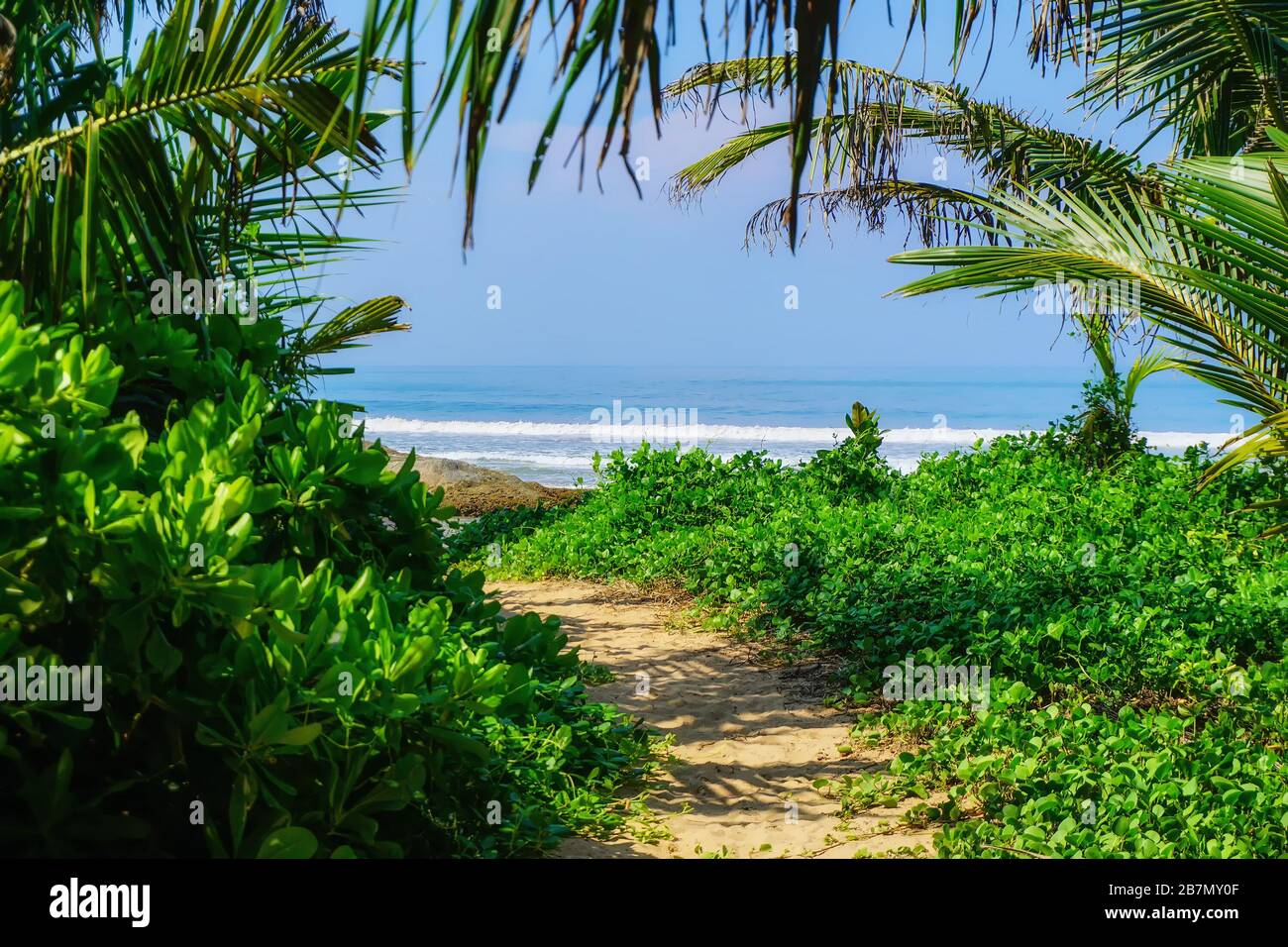 ath to the beach and ocean. Scenic view of the Indian Ocean through the jungle at Bentota Beach, Sri Lanka, Asia. Sunny day on the beach. Stock Photo