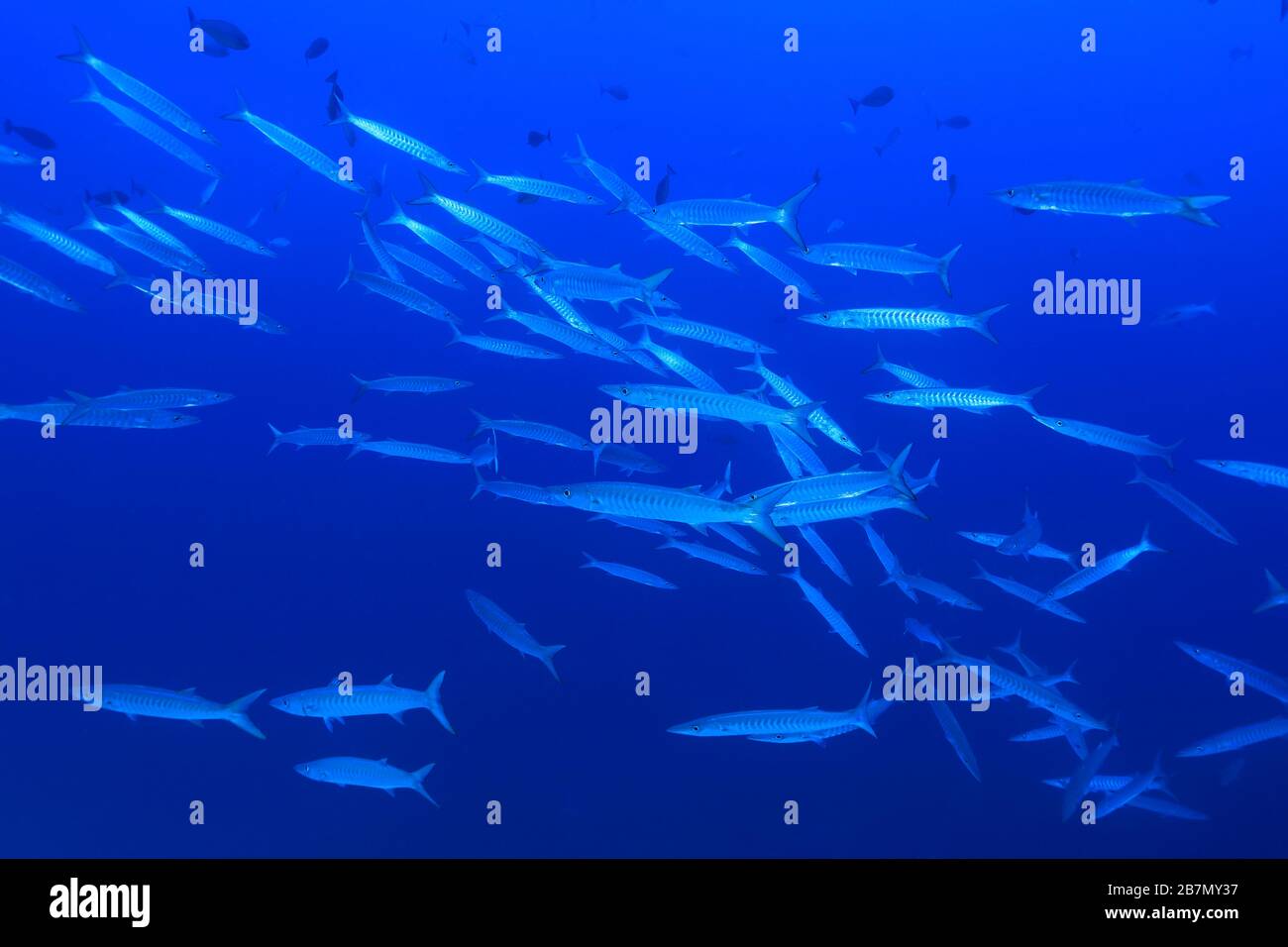 Shoal of Blackfin barracudas (Sphyraena qenie) underwater in the Indian Ocean Stock Photo