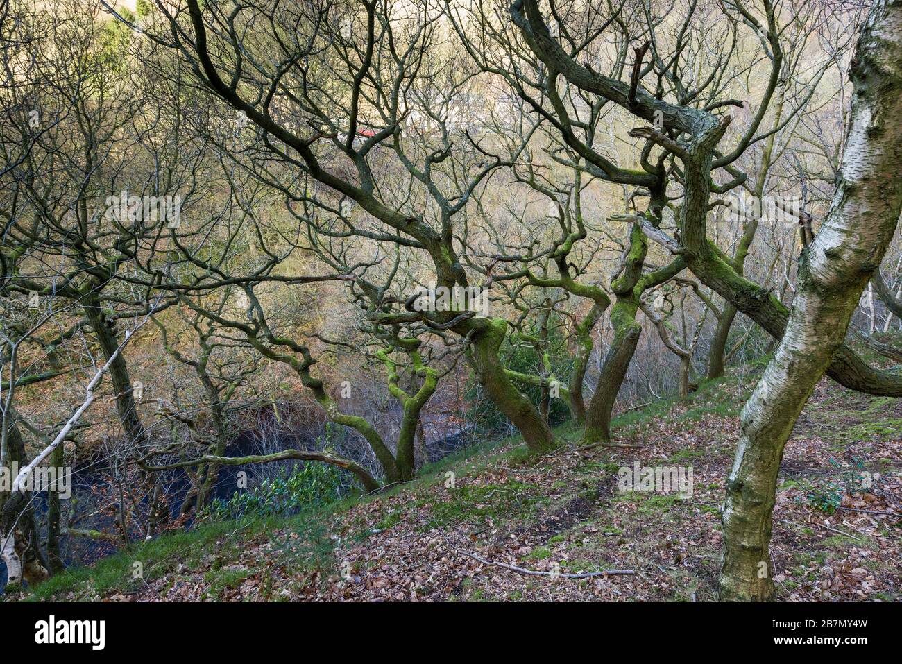 Quercus petraea - Betula pubescens - Dicranum majus woodland, National Vegetation Code NVC W17, Peak District National Park, England Stock Photo