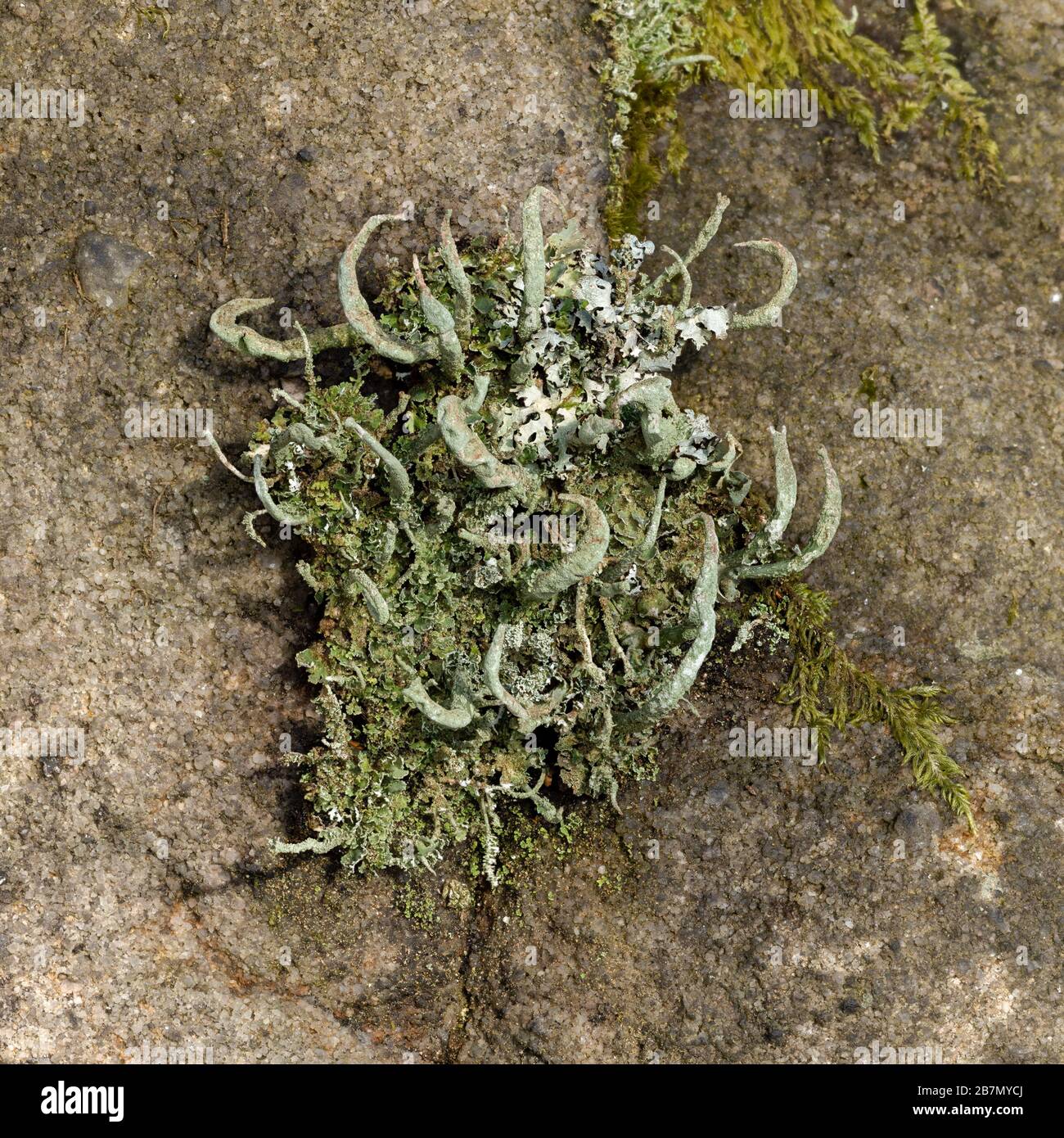 The lichen Cladonia coniocrea, Peak District National Park, England Stock Photo