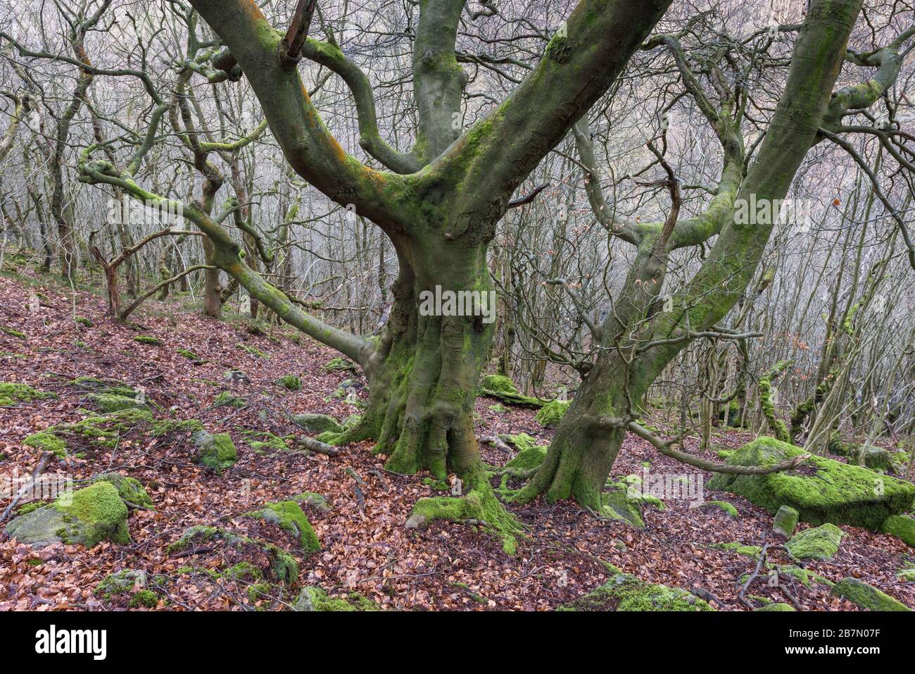 Beech trees  (Fagus sylvatica) in a Quercus petraeus - Betula pubescens - Dicranum majus woodland, National Vegetation Code NVC W17, Peak District Nat Stock Photo