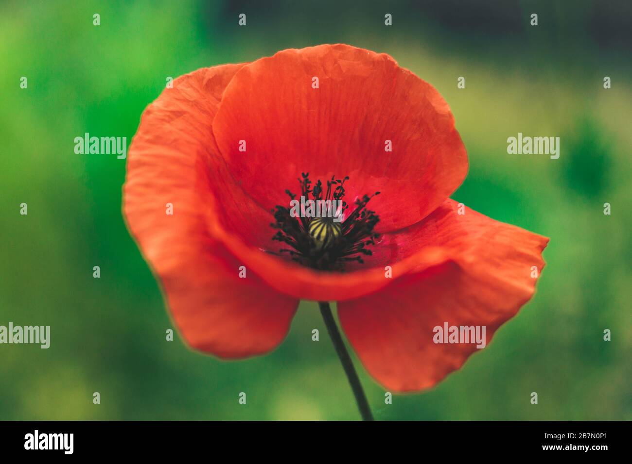 A beautiful red poppy with green background Stock Photo - Alamy