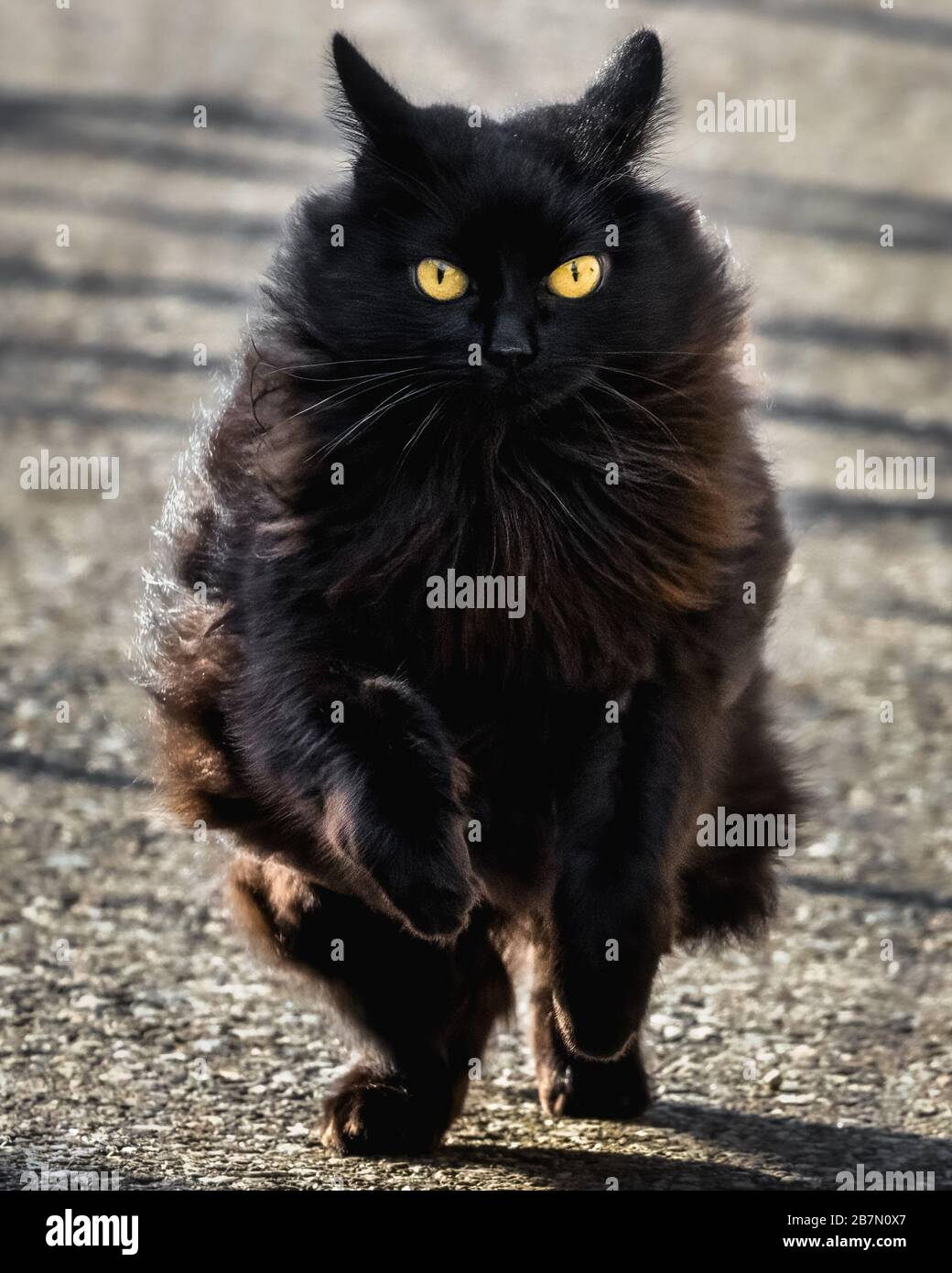 A black cat with yellow eyes is running in Ticino, Switzerland, in a sunny day. Concrete background Stock Photo