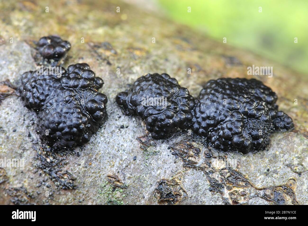 Hypoxylon multiforme, known as  Birch Woodwart, fungus from Finland Stock Photo