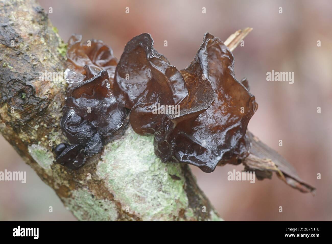 Exidia truncata, known as Witches' Butter, a jelly fungus living on oak Stock Photo