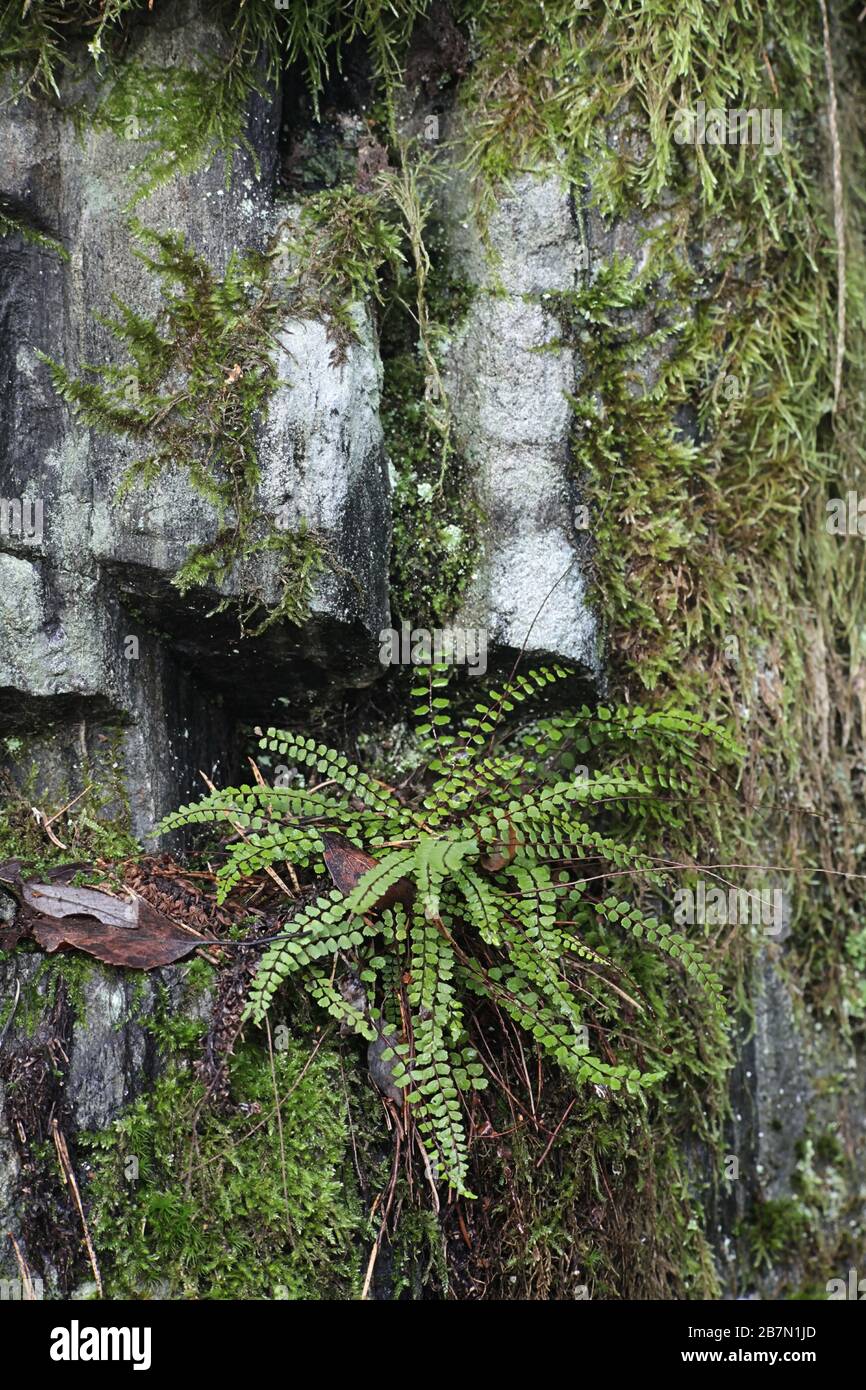 Asplenium trichomanes, commonly known as maidenhair spleenwort Stock Photo
