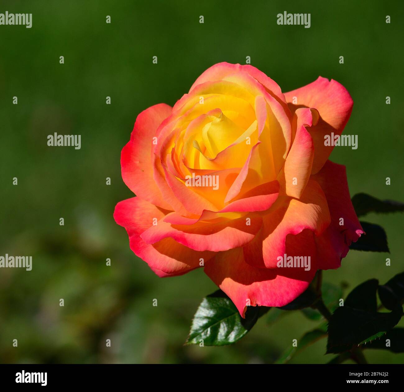 Splendid Rose Of Yellow And Orange Colors In Foreground And Blurred Green Background Stock Photo Alamy