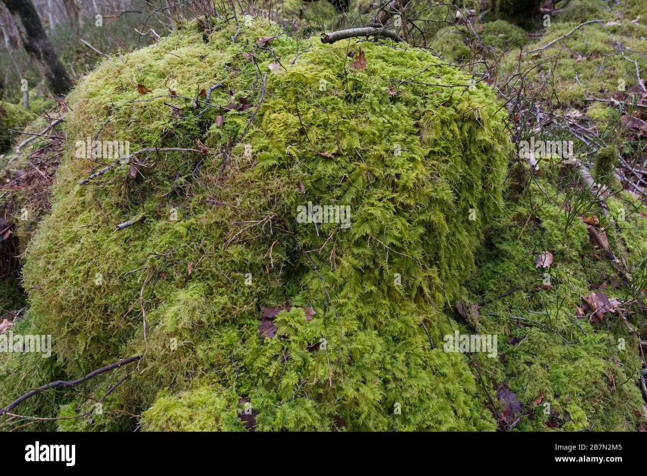 Common Tamarisk-moss (Thuidium tamariscinum) covering a rotten tree stump,  Peak District National Park, England Stock Photo